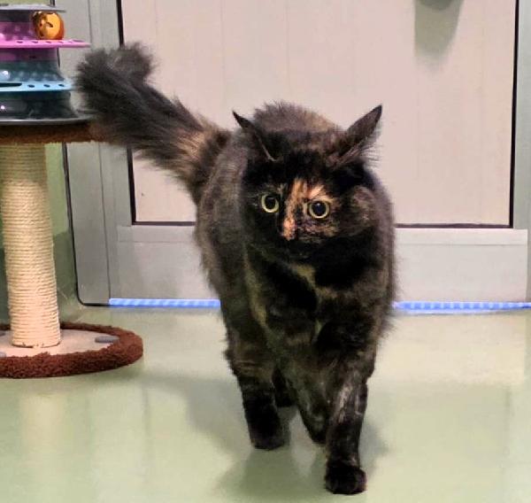 GIGETTA GATTINA TARTARUGA Foto 4